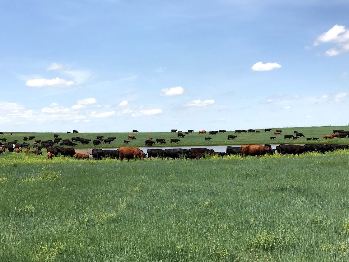 Cattle move pastures